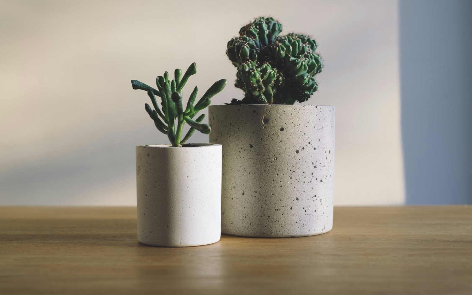 Two potted plants side by side on a table