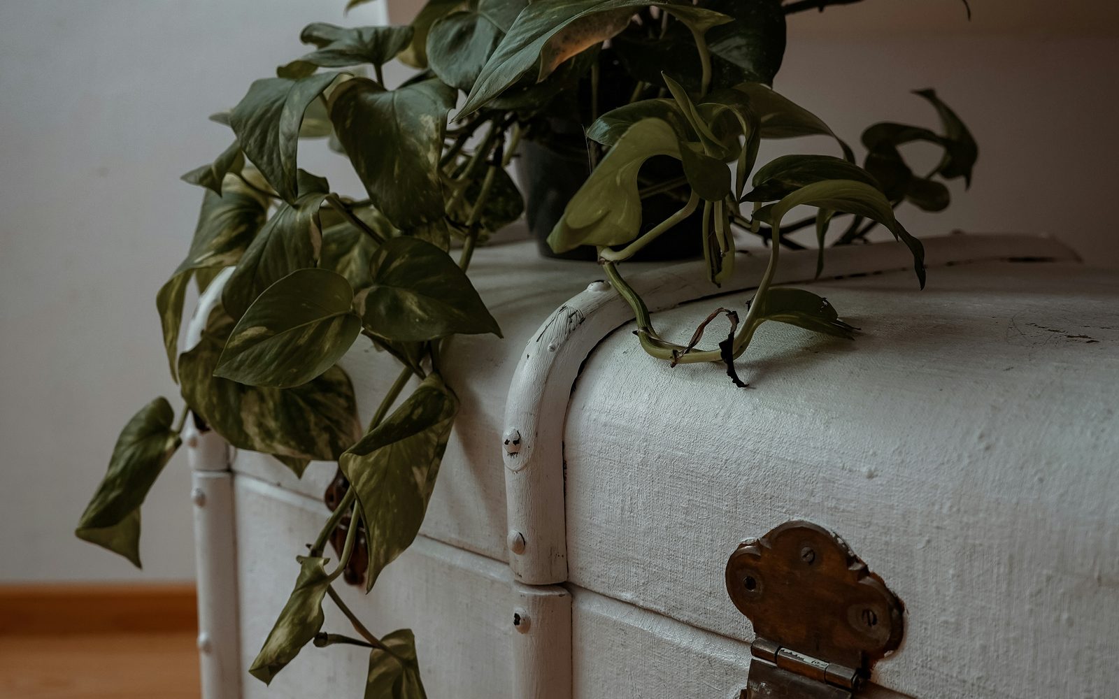 A trailing pothos on a white trunk